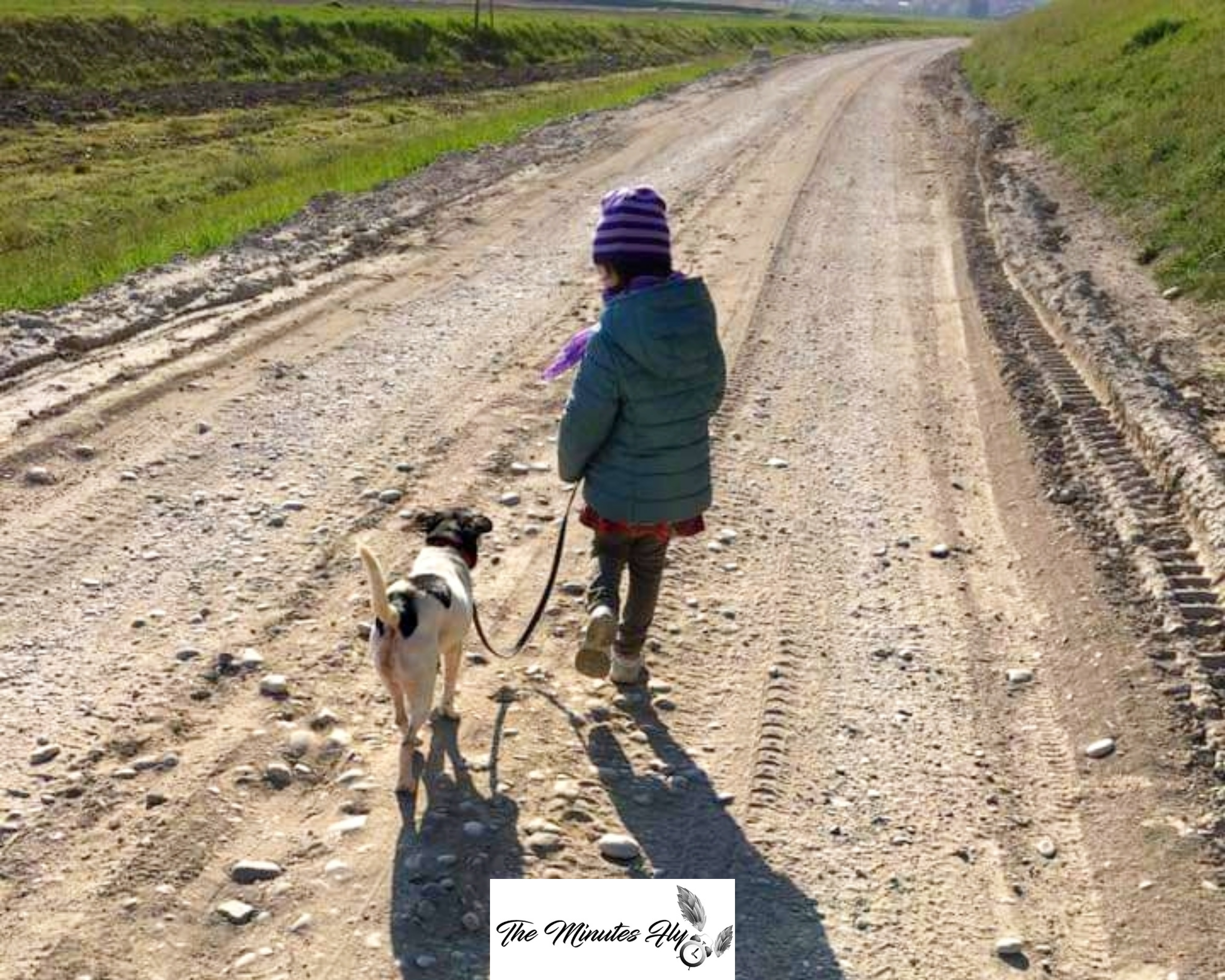 il cane - animali domestici - petsplanet - the minutes fly