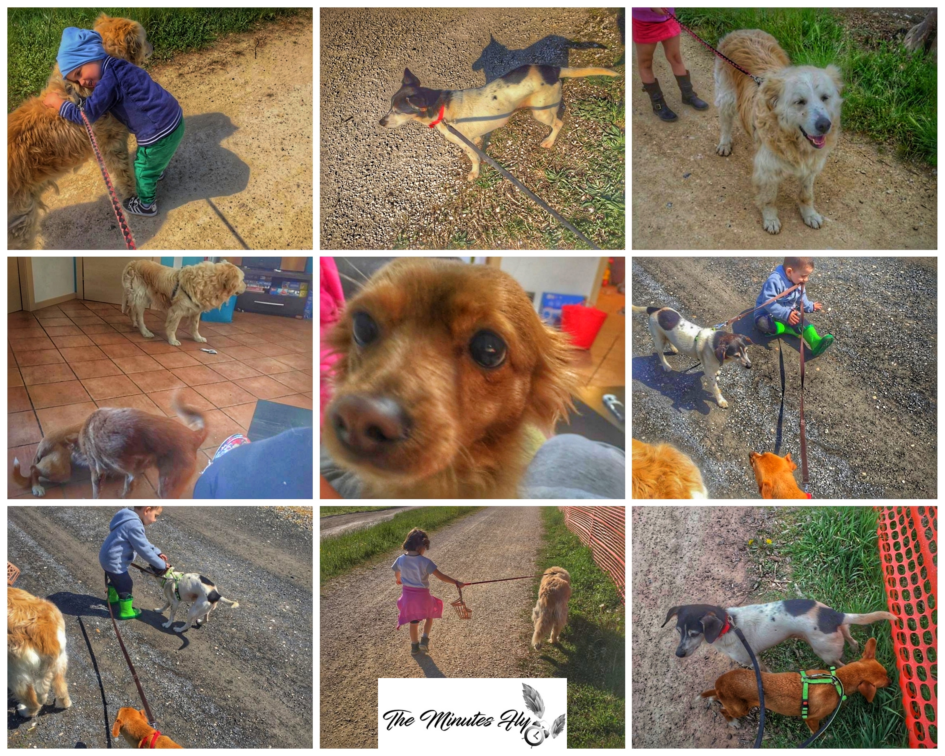 il cane - animali domestici - petsplanet - the minutes fly