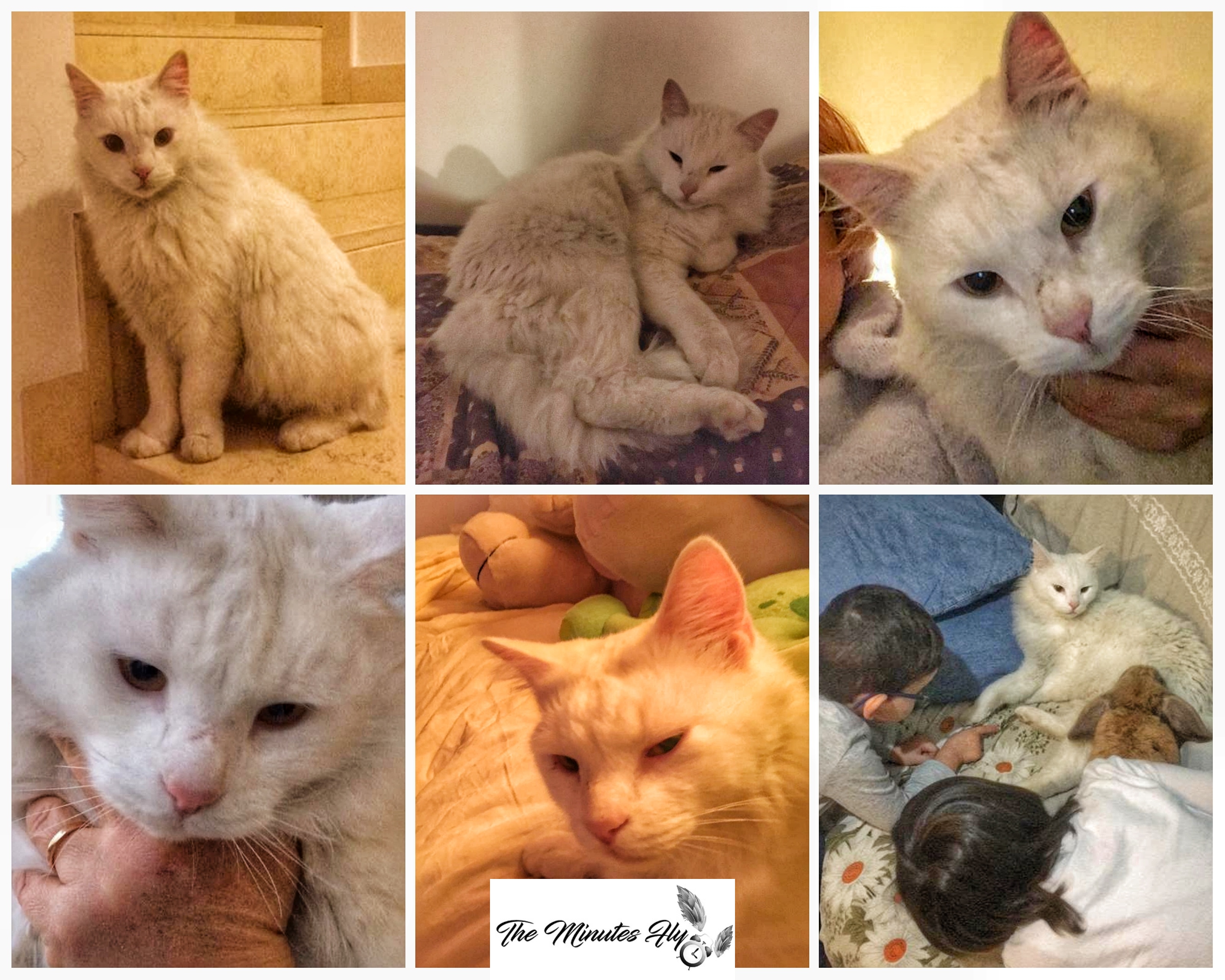 il gatto - animali domestici - petsplanet - the minutes fly