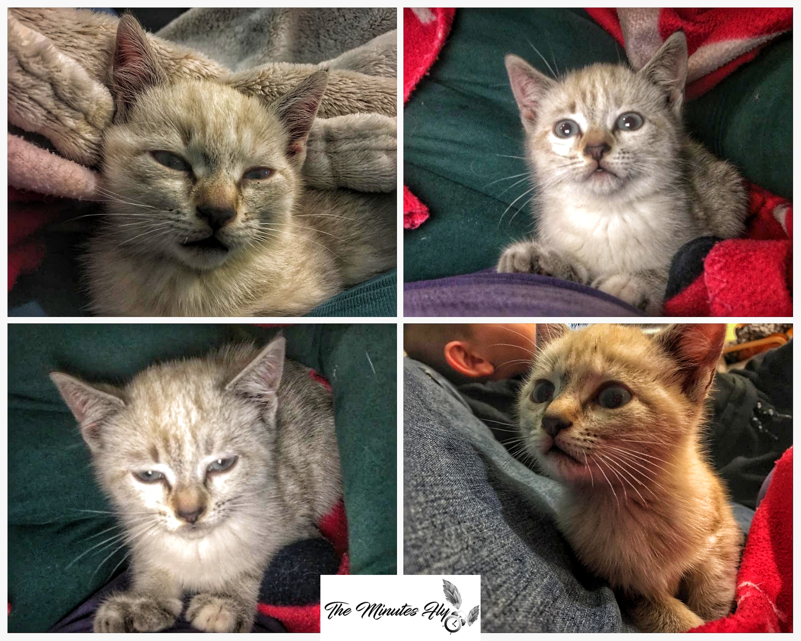 il gatto - animali domestici - petsplanet - the minutes fly