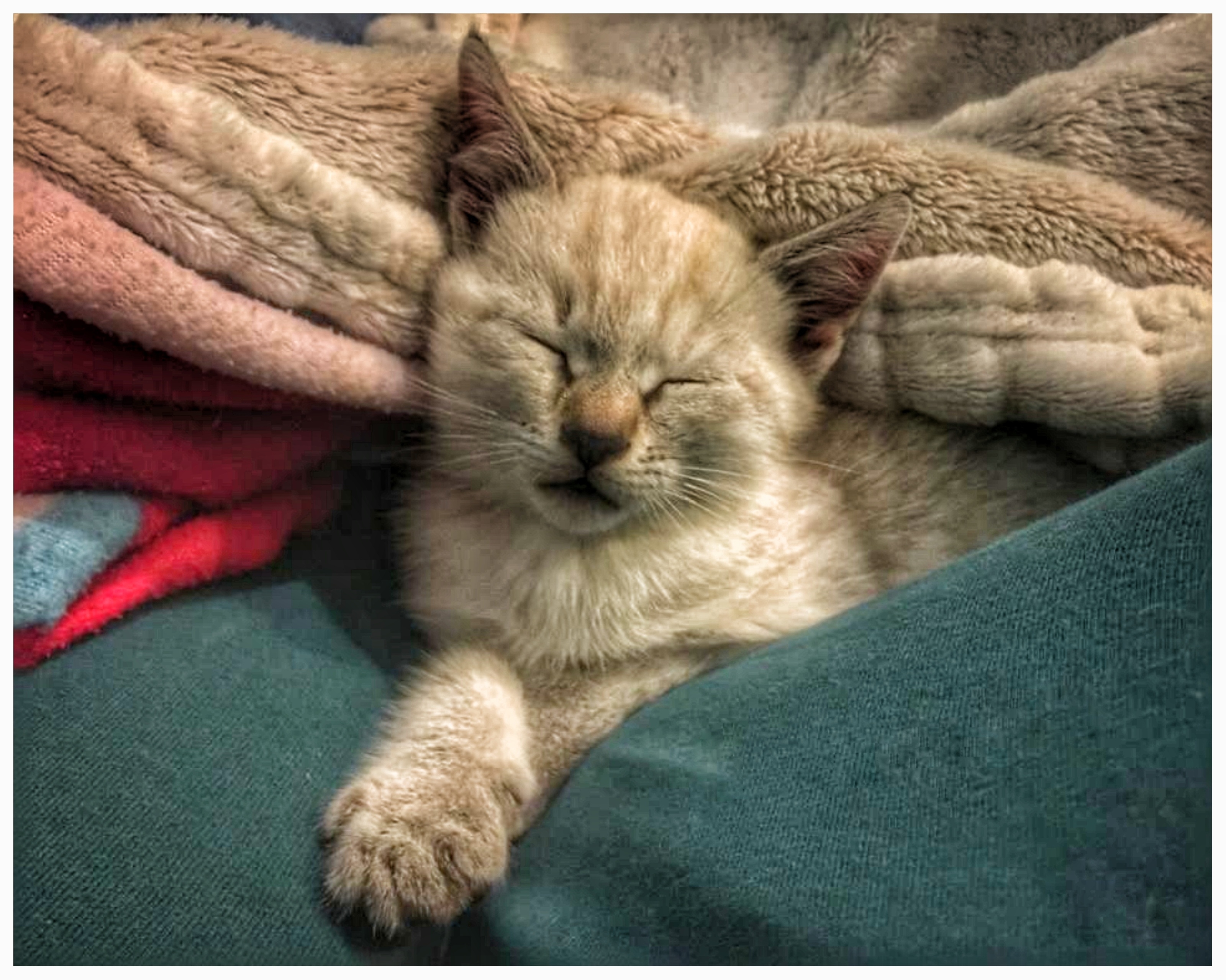 il gatto - animali domestici - petsplanet - the minutes fly
