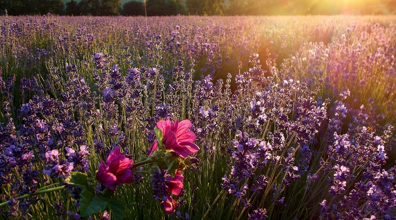 profumare la biancheria - lavanda - the minutes fly - web magazine - fiori - fazzoletti profumati - idee per la casa - inside house