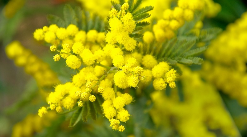 festa della donna origini - fabbrica - web magazine