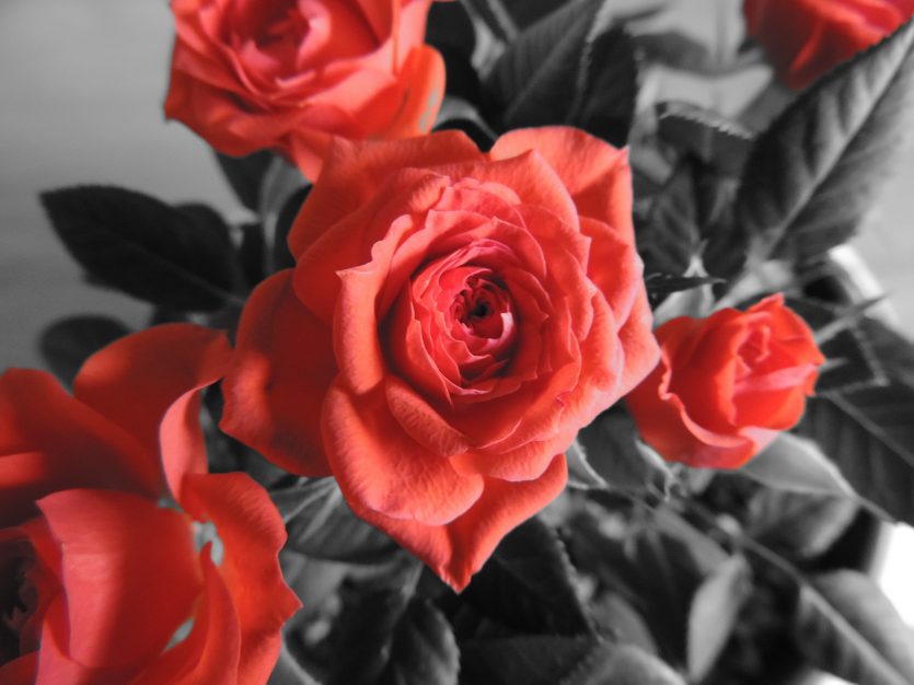 febbraio è tanto amore - evento - the minutes fly - web magazine - rose rosse
